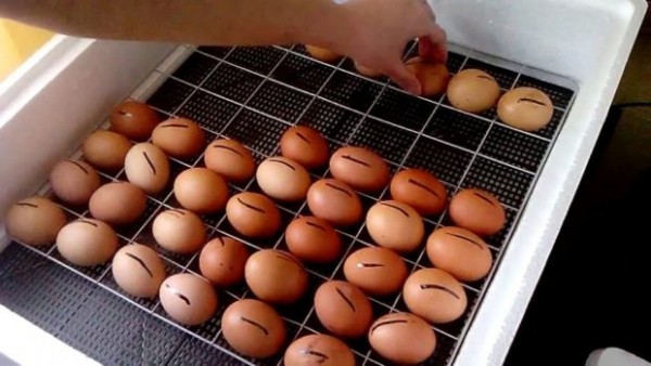 10 порад як закладати яйця в інкубатор