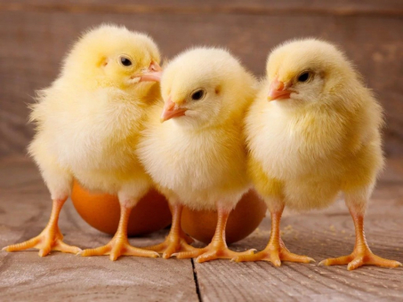 Інкубація курячих яєць: поради та правила