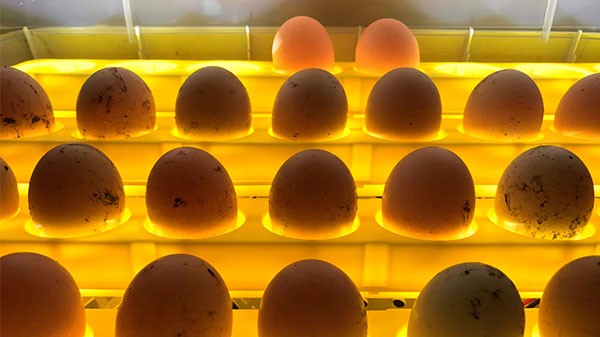 Как переворачивать яйца в инкубаторе
