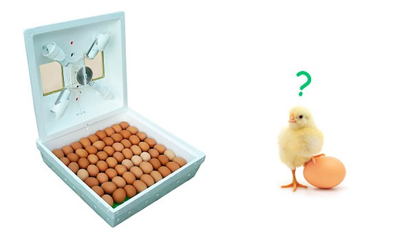 Скільки коштує інкубатор для яєць?