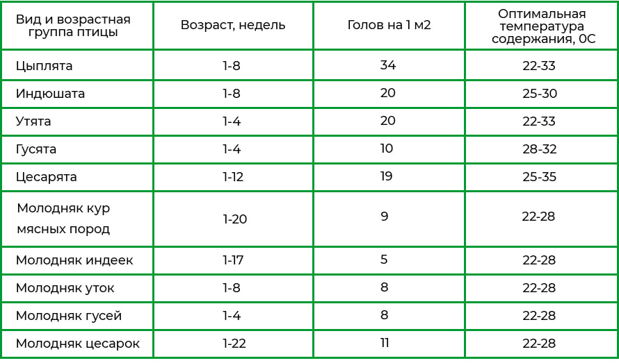 Температура в брудере для цыплят по дням